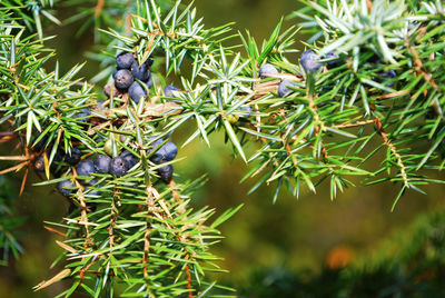 Close-up of berries on tree