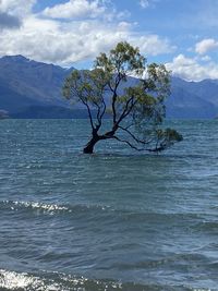 Tree by sea against sky