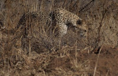 Leopard prawling his territory