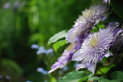 Close-up of purple flowers blooming outdoors