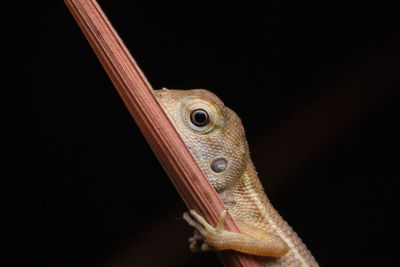 Close-up of lizard against black background