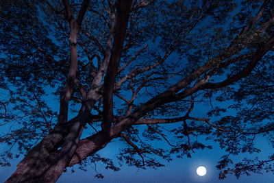 Low angle view of tree against sky at night