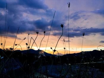 Silhouette birds flying against sky during sunset