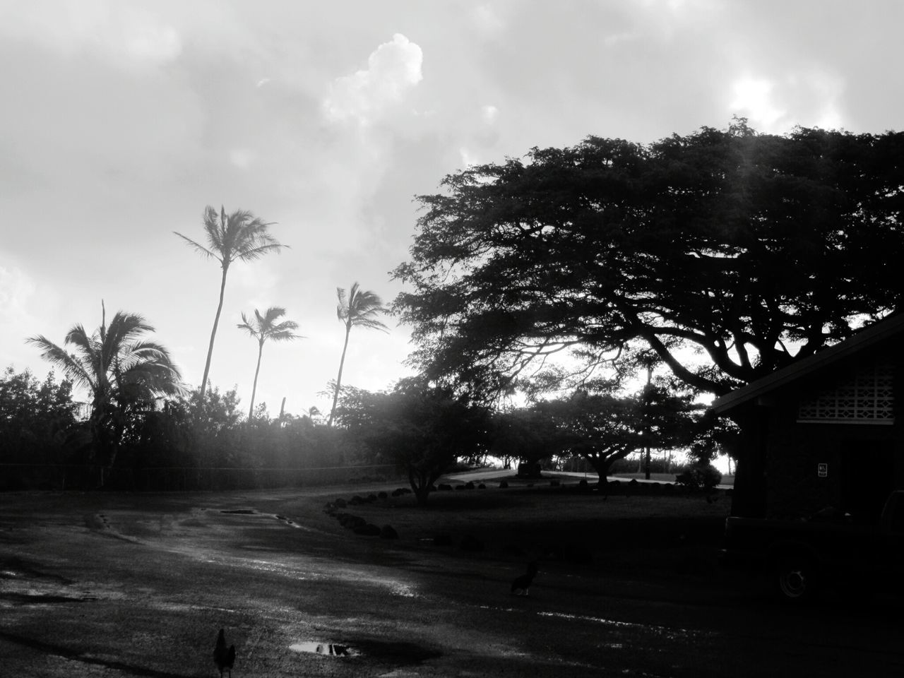 VIEW OF TREES BY ROAD AGAINST SKY