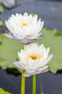 Close-up of white flower