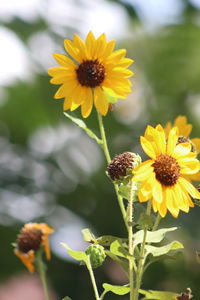 Close-up of yellow flowering plant on field