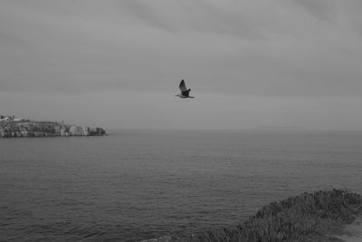 Bird flying over sea against sky