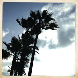 Low angle view of trees against cloudy sky