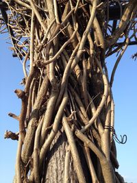 Low angle view of bare trees against sky