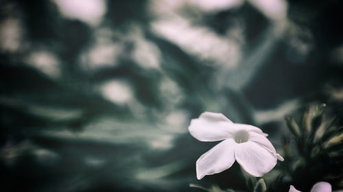 Close-up of flower against blurred background