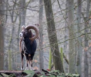 Animal on tree trunk in forest