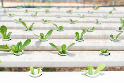 Close-up of small potted plant