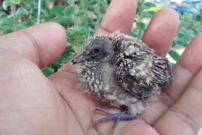 Close-up of hand holding small bird