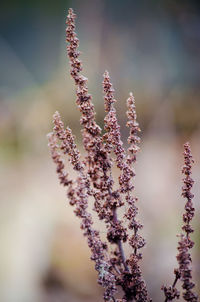 Close-up of plant