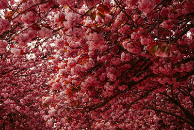 Low angle view of pink flowers on tree