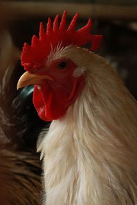 Close-up of rooster