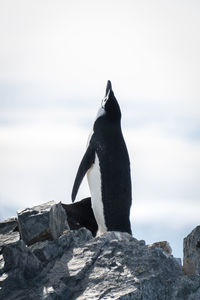 Chinstrap penguin stands on rocks looking up