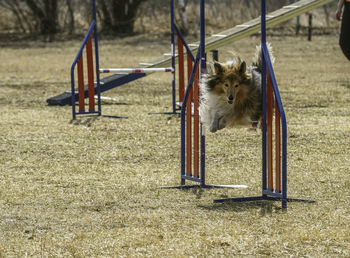 Red sheltie taking part in an agility competition.