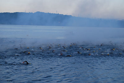 Ducks swimming in lake