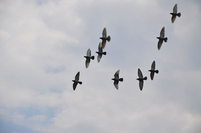 Low angle view of birds flying against sky