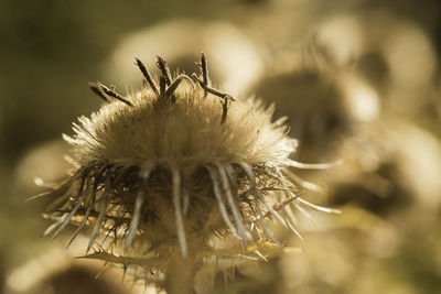 Close-up of dandelion