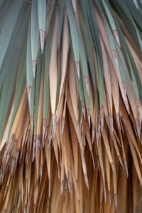 Close-up of palm leaves