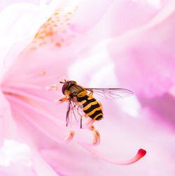 Close-up of insect on pink flower