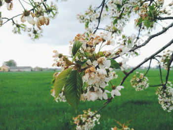 White flowers growing on field