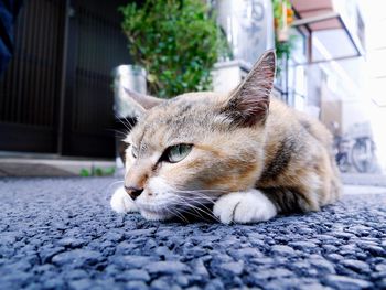 Close-up of cat resting