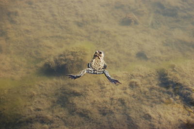 Bird flying over a land