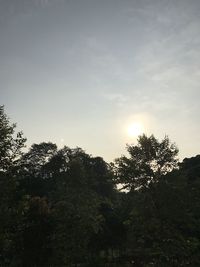 Low angle view of trees against sky at sunset