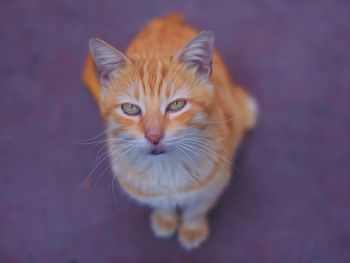 Close-up portrait of cat