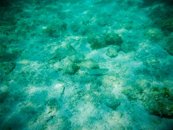 High angle view of fish in sea