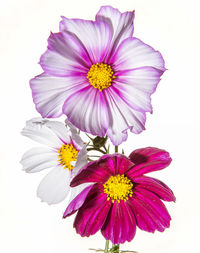 Close-up of pink flower blooming outdoors