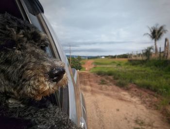Close-up of dog by car against sky