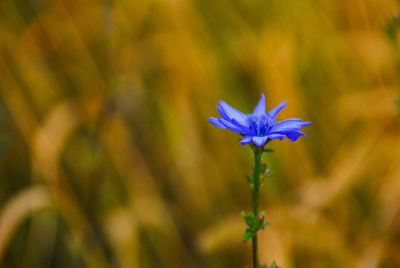 Close-up of purple flower blooming outdoors