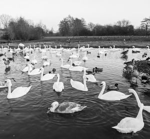 Swans swimming in lake