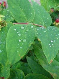 Macro shot of water drops on leaves