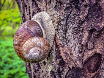 Close-up of snail on tree trunk