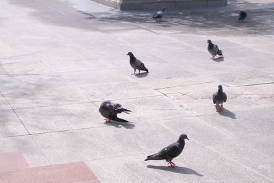 High angle view of birds perching on ground