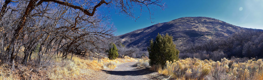 View of trees on mountain against the sky