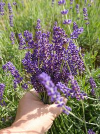 Close-up of hand holding lavender plants on field
