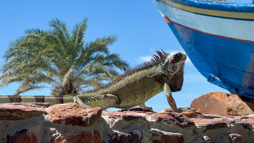 Iguanas by the pool at the sunsol punta blanca hotel on coche island in venezuela in the caribbean