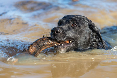 Dog swimming in a water