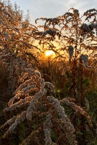 Scenic view of forest against sky during sunset