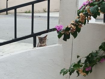 Cat on wall