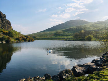 Swan on the loch