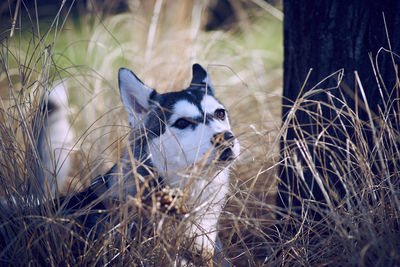 Cat looking away on field