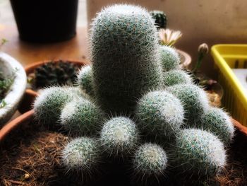 High angle view of succulent plant in pot