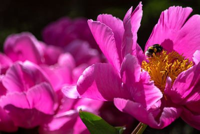 Bumble bee on a peony flower